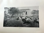Modern Art Creations "turkeys" A. Durst Print, 14 1/2" X 12" (paper Size). Fixed Price $7.99.